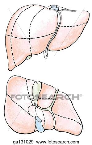Two simple drawings of the liver, anterior view (top), posteroinferior view (bottom). In both, the segments of the liver are identified by positional names. View Large Illustration Stock Illustration - Two simple drawings of the liver, anterior view (top), posteroinferior view (bottom). In both, the segments of the liver are identified by positional names.. Fotosearch