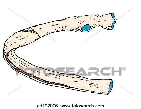 Typical left rib, posterior view. View Large Illustration Stock Illustration - Typical left rib, posterior view.. Fotosearch