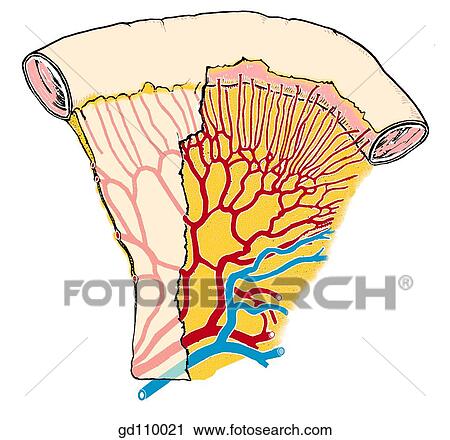 Clip Art - Vessels of the ileum.. Fotosearch