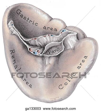 Drawing - Visceral surface of the spleen illustrating the splenorenal ligament and the vessels contained within.. Fotosearch