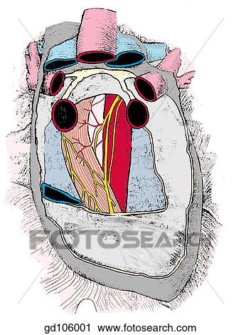 Window in the posterior wall of the pericardial sac allows access to the structures in the posterior mediastinum. View Large Illustration Clip Art - Window in the posterior wall of the pericardial sac allows access to the structures in the posterior mediastinum.. Fotosearch