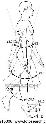 横の視野 の Myotomes の 体 提示 Flexion Extension の 肩 ﾋｯﾌﾟ そして 膝 Dorsiflexion そして Plantar Flexion の Ankle イラスト Ga Fotosearch