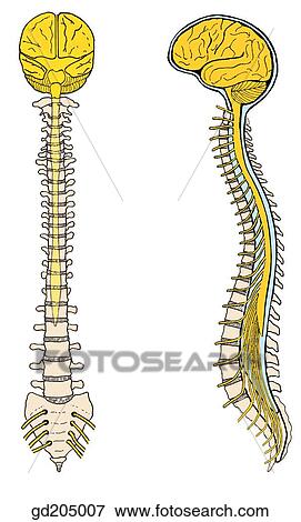 脊髄 中で 骨の多い Vertebral Canal 出現 の 背骨 神経 において 様々 Levels イラスト Gd5007 Fotosearch
