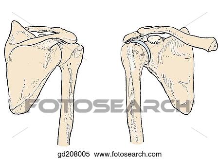 骨の多い ランドマーク の 肩 Region イラスト Gd8005 Fotosearch