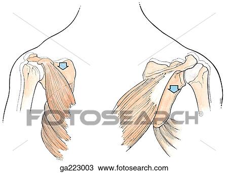 Anterior (left) and posterior (right) view of scapular depression; dotted lines indicate the starting position of the movement. View Large Illustration Drawing - Anterior (left) and posterior (right) view of scapular depression; dotted lines indicate the starting position of the movement.. Fotosearch