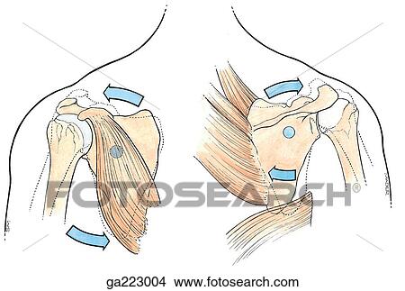 Anterior (left) and posterior (right) views of scapular depression with inferior rotation of glenoid fossa. View Large Illustration Stock Illustration - Anterior (left) and posterior (right) views of scapular depression with inferior rotation of glenoid fossa.. Fotosearch