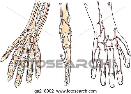 Drawing - Anterior (left), lateral (middle), and posterior (right) views of arterial anastomoses of the hand.. Fotosearch