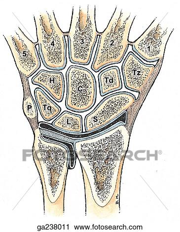 Clip Art - Anterior view of a coronal section of the wrist and hand (P, pisiform; H, hamate; C, capitate; Td, trapezoid; Tz, trapezium; S, scaphoid; L, lunate).. Fotosearch