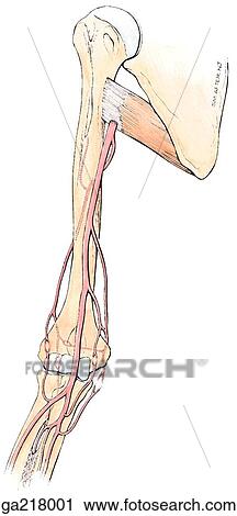 Anterior view of arterial anastomoses of the elbow. View Large Illustration Clip Art - Anterior view of arterial anastomoses of the elbow.. Fotosearch