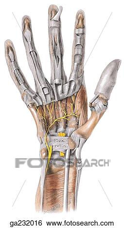 Stock Illustration - Anterior view of deep dissection of palm and digits with ulnar nerve.. Fotosearch