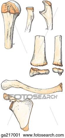 Clip Art - Anterior view of epiphyses (darker orange) of bones of the upper limb.. Fotosearch