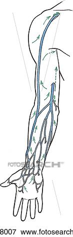 Stock Illustration - Anterior view of lymphatic drainage of the upper limb.. Fotosearch
