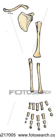Stock Illustration - Anterior view of ossification of bones of upper limb at birth.. Fotosearch