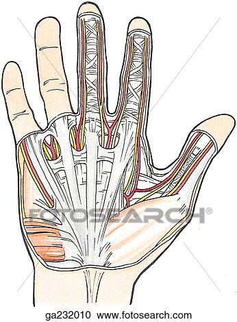 stock illustrations of anterior view of palmar aponeurosis ga232010