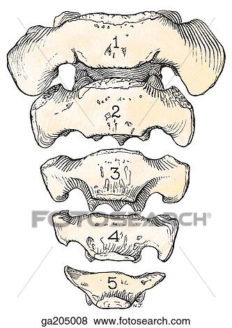 Anterior view of sacrum in a youth, showing the costal elements. View Large Illustration Stock Illustration - Anterior view of sacrum in a youth, showing the costal elements.. Fotosearch