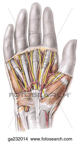 Anterior view of superficial dissection of the palm with skin, superficial fascia, palmar aponeurosis, and thenar and hypothenar fasciae removed. View Large Illustration Stock Illustration - Anterior view of superficial dissection of the palm with skin, superficial fascia, palmar aponeurosis, and thenar and hypothenar fasciae removed.. Fotosearch