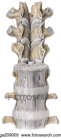 Stock Illustration - Anterior view of the anterior longitudinal ligaments; pedicles of T9-T11 are sawed through.. Fotosearch