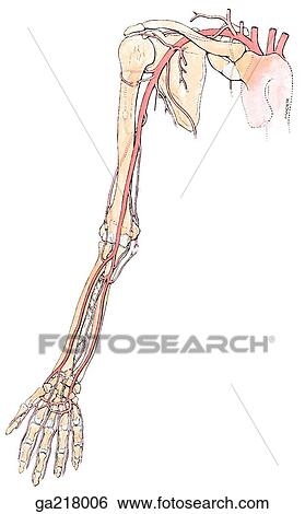 Stock Illustration - Anterior view of the arteries of the upper limb.. Fotosearch
