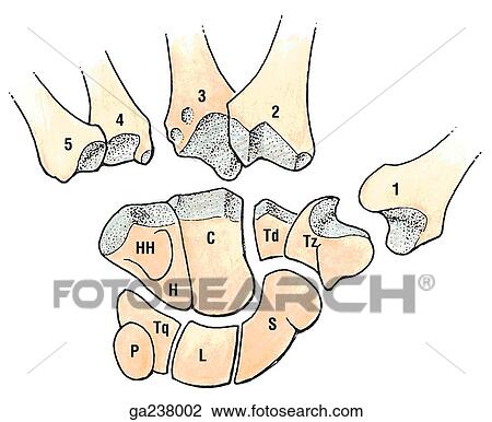 Anterior view of the articular surfaces of the carpometacarpal joints (HH, hook of hamate; H, hamate; C, capitate; Td, trapezoid; Tz, trapezium; S, scaphoid; L, lunate; Tq, triquetrum; P, pisiform). View Large Illustration Drawing - Anterior view of the articular surfaces of the carpometacarpal joints (HH, hook of hamate; H, hamate; C, capitate; Td, trapezoid; Tz, trapezium; S, scaphoid; L, lunate; Tq, triquetrum; P, pisiform).. Fotosearch