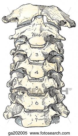 Anterior view of the articulated cervical spine. View Large Illustration Stock Illustration - Anterior view of the articulated cervical spine.. Fotosearch