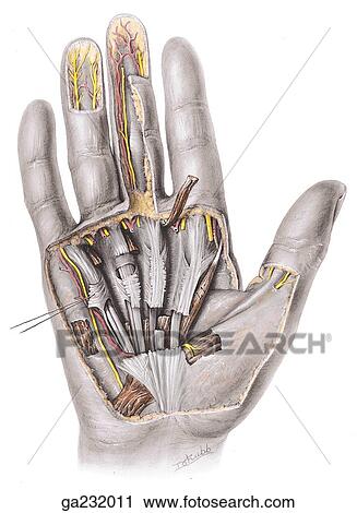 Anterior view of the attachments of the palmar aponeurosis, digital vessels, and nerves of the hand. View Large Illustration Clip Art - Anterior view of the attachments of the palmar aponeurosis, digital vessels, and nerves of the hand.. Fotosearch