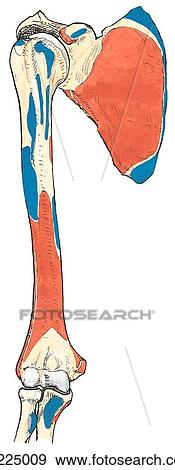 Anterior view of the bones of the upper limb showing muscle attachments. View Large Illustration Stock Illustration - Anterior view of the bones of the upper limb showing muscle attachments.. Fotosearch