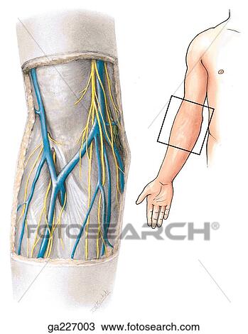 Anterior view of the cubital fossa, with overlying skin excised; image on the right shows location. View Large Illustration Drawing - Anterior view of the cubital fossa, with overlying skin excised; image on the right shows location.. Fotosearch