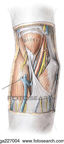 Anterior view of the cubital fossa showing the muscles, veins, tendons, arteries, and nerves. View Large Illustration Stock Illustration - Anterior view of the cubital fossa showing the muscles, veins, tendons, arteries, and nerves.. Fotosearch