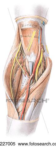 Anterior view of the cubital fossa with biceps muscle excised and cubital fossa opened widely, exposing the brachialis and supinator muscles. View Large Illustration Stock Illustration - Anterior view of the cubital fossa with biceps muscle excised and cubital fossa opened widely, exposing the brachialis and supinator muscles.. Fotosearch
