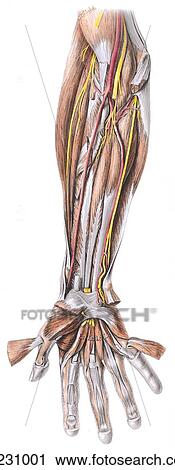 Anterior view of the deep flexors of the digits and related structures. View Large Illustration Clip Art - Anterior view of the deep flexors of the digits and related structures.. Fotosearch