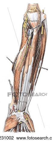 Drawing - Anterior view of the deep flexors of the digits with the biceps brachii and bursa, flexor carpi ulnaris, pronator teres, and brachioradialis pulled away.. Fotosearch