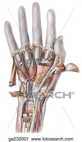 Anterior view of the deep palmar arch and adductor pollicis with the digiti minimi and abductor and flexor brevis cut away. View Large Illustration Stock Illustration - Anterior view of the deep palmar arch and adductor pollicis with the digiti minimi and abductor and flexor brevis cut away.. Fotosearch