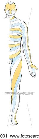 Anterior view of the dermatomes of the body. View Large Illustration Clip Art - Anterior view of the dermatomes of the body.. Fotosearch
