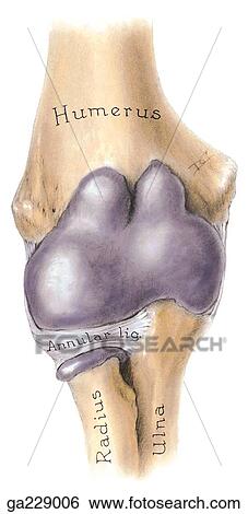 Anterior view of the elbow and proximal radioulnar joints (cavity was injected with wax). View Large Illustration Stock Illustration - Anterior view of the elbow and proximal radioulnar joints (cavity was injected with wax).. Fotosearch