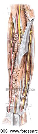 Anterior view of the flexor digitorum superficialis and related structures (pronator teres is retracted). View Large Illustration Drawing - Anterior view of the flexor digitorum superficialis and related structures (pronator teres is retracted).. Fotosearch