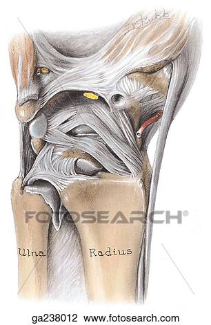 Anterior view of the ligaments of distal radioulnar, radiocarpal, and intercarpal joints; hand is shown forcibly extended. View Large Illustration Drawing - Anterior view of the ligaments of distal radioulnar, radiocarpal, and intercarpal joints; hand is shown forcibly extended.. Fotosearch