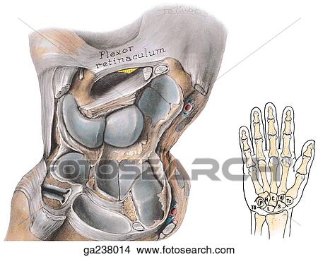 Anterior view of the midcarpal joint; right image shows structures superimposed on outline of hand (P, pisiform; H, hamate; C, capitate; Td, trapezoid; Tz, trapezium; S, scaphoid; L, lunate). View Large Illustration Stock Illustration - Anterior view of the midcarpal joint; right image shows structures superimposed on outline of hand (P, pisiform; H, hamate; C, capitate; Td, trapezoid; Tz, trapezium; S, scaphoid; L, lunate).. Fotosearch