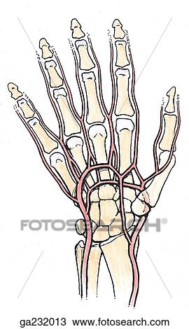 Anterior view of the palmar arterial arches. View Large Illustration Drawing - Anterior view of the palmar arterial arches.. Fotosearch