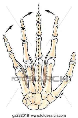 Anterior view of the palmar interossei; dotted line indicates the axial line. View Large Illustration Stock Illustration - Anterior view of the palmar interossei; dotted line indicates the axial line.. Fotosearch