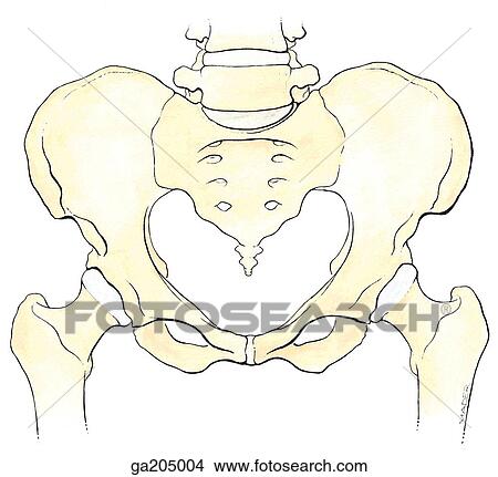 Anterior view of the pelvis, with the lower portion of the lumbar spine and articulated femora. View Large Illustration Stock Illustration - Anterior view of the pelvis, with the lower portion of the lumbar spine and articulated femora.. Fotosearch