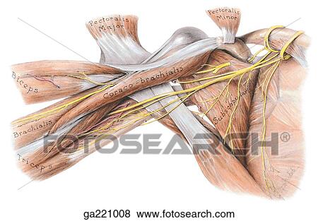 Anterior view of the posterior wall of axilla, musculocutaneous nerve and posterior cord; pectoralis major and minor muscle and the lateral and medial cords are reflected, and the arteries, veins, and median and ulnar nerves are removed. View Large Illustration Stock Illustration - Anterior view of the posterior wall of axilla, musculocutaneous nerve and posterior cord; pectoralis major and minor muscle and the lateral and medial cords are reflected, and the arteries, veins, and median and ulnar nerves are removed.. Fotosearch