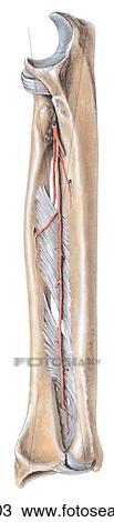 Anterior view of the radioulnar ligaments and interosseous arteries of the forearm. View Large Illustration Drawing - Anterior view of the radioulnar ligaments and interosseous arteries of the forearm.. Fotosearch