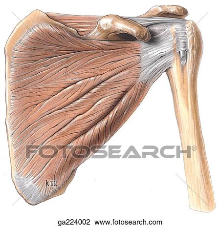 Anterior view of the rotator cuff. View Large Illustration Drawing - Anterior view of the rotator cuff.. Fotosearch