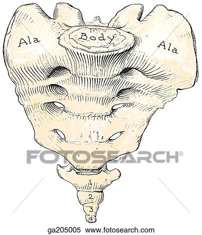 Anterior view of the sacrum and coccyx. View Large Illustration Stock Illustration - Anterior view of the sacrum and coccyx.. Fotosearch