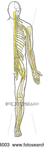 Anterior view of the somatic nervous system, superimposed on outline of human body. View Large Illustration Drawing - Anterior view of the somatic nervous system, superimposed on outline of human body.. Fotosearch