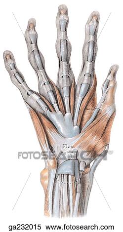Stock Illustration - Anterior view of the synovial sheaths of the palm of the hand.. Fotosearch