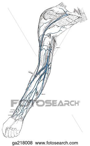 Stock Illustration - Anterior view of the venous drainage of the upper limb.. Fotosearch