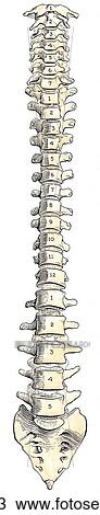 Drawing - Anterior view of the vertebral column, showing the cervical, thoracic, and lumbar vertebrae, and the sacrum and coccyx.. Fotosearch