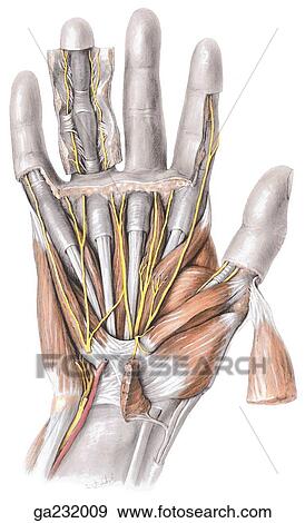 Anterior view of thenar and hypothenar eminences, lumbricals, and ulnar and median nerves; abductor pollicis brevis and longus are reflected. View Large Illustration Stock Illustration - Anterior view of thenar and hypothenar eminences, lumbricals, and ulnar and median nerves; abductor pollicis brevis and longus are reflected.. Fotosearch