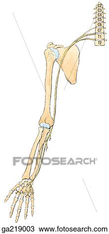 Anterior view of ulnar nerve innervation. View Large Illustration Drawing - Anterior view of ulnar nerve innervation.. Fotosearch
